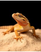 Gady — Petluks